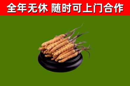 安阳回收冬虫夏草