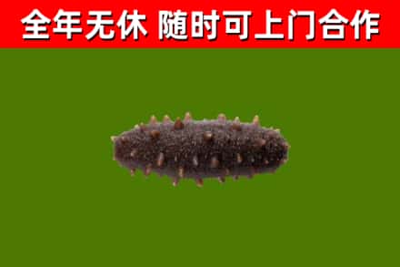 安阳回收海参干
